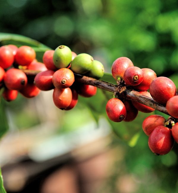 wscafe-green-coffee-red-berries